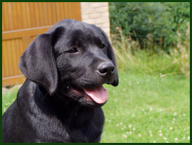 chiot labrador noir